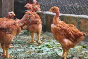 Egenskaber og beskrivelse af Golosheyki-kyllinger, opdræt og avl