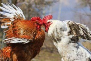 Was tun, wenn Hühner sich gegenseitig zu Blut picken, Ursachen und Behandlung von Kannibalismus