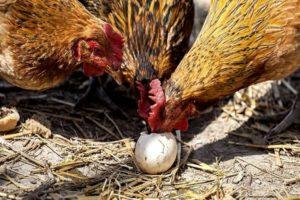 Razones y qué hacer si las gallinas picotean huevos, métodos para resolver el problema.