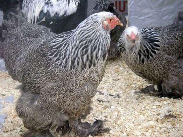 yumurtlayan tavukları