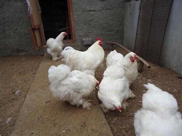 vita kycklingar
