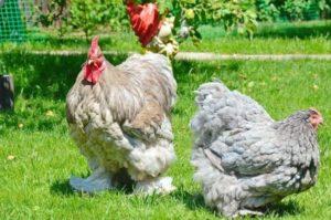 Characteristics and description of the Cochinchin chicken breed, maintenance rules