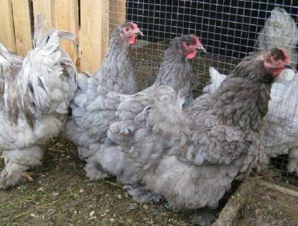 pollos en un gallinero