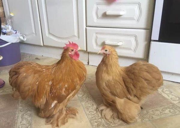 pollos enanos