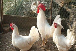 Descripción y características de los pollos de Leghorn, condiciones de detención