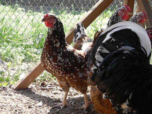 kycklingvård