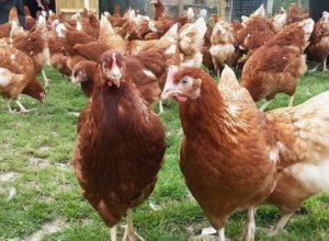 Egenskaper och beskrivning av Loman Brown kycklingar, produktivitet och underhåll