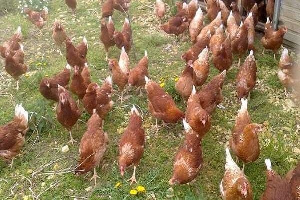 manada de pollos