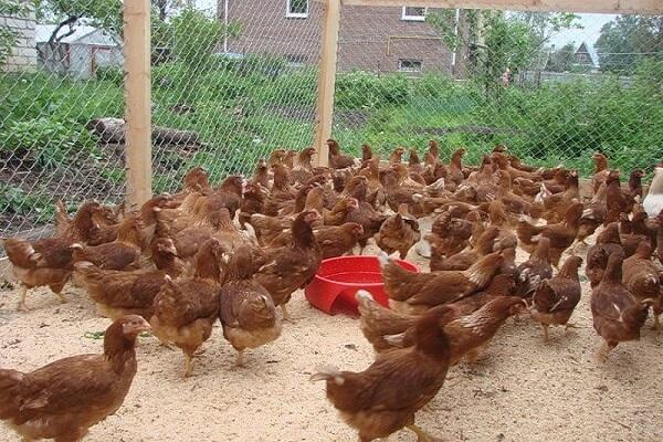 Hühner füttern