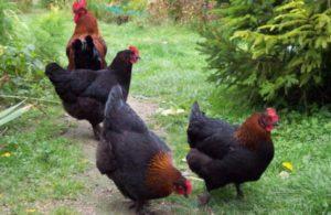Description et caractéristiques de la race de poulet Maran, les subtilités du contenu