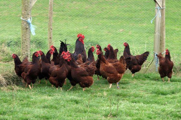 polli da riproduzione