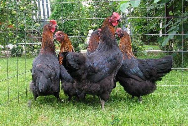 poulets noirs