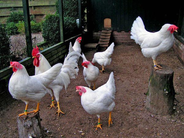 broilers i kyckling coop