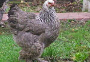 Merkmale der Haltung und Pflege von Hühnern im Sommer auf dem Land, Anbau und Zucht