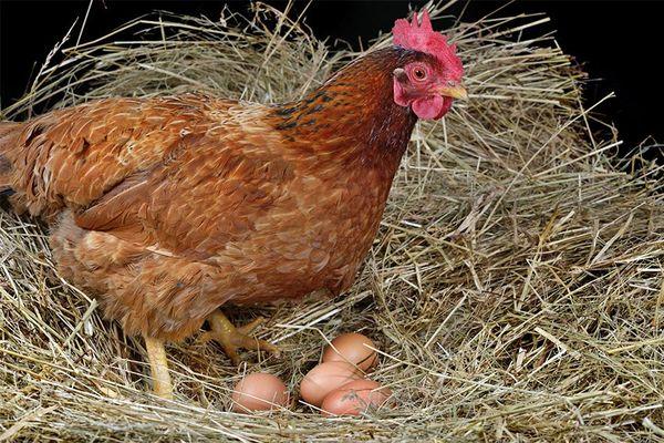 kyckling med ägg