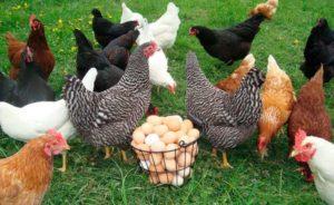 Manutenzione e cura delle galline ovaiole a casa per i principianti