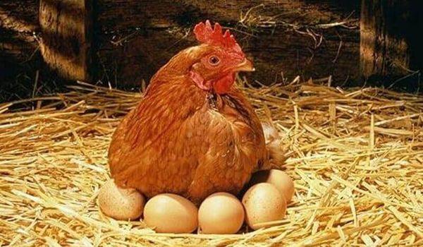 gà trên trứng