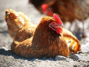 Description des meilleures méthodes de traitement et pourquoi les poulets tombent sur leurs pieds