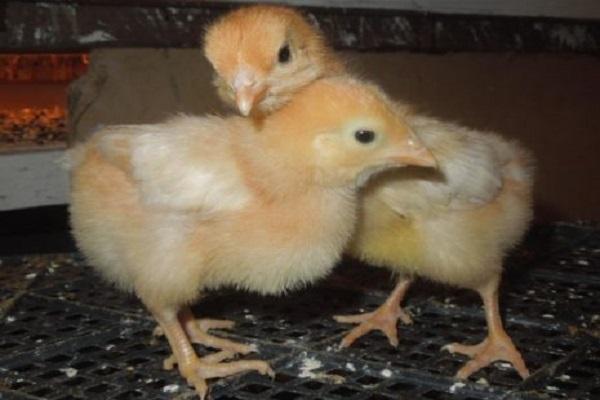 uppfödda kycklingar