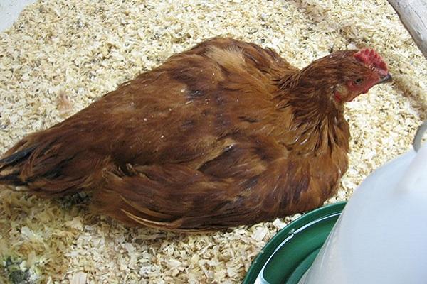 poultry Coccidiosis