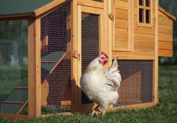 chicken coop in the country