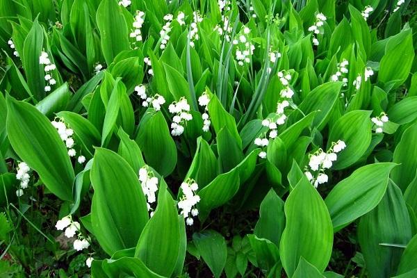 lily of the valley green