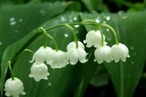 Planting and caring for lilies of the valley in the open field, types and varieties