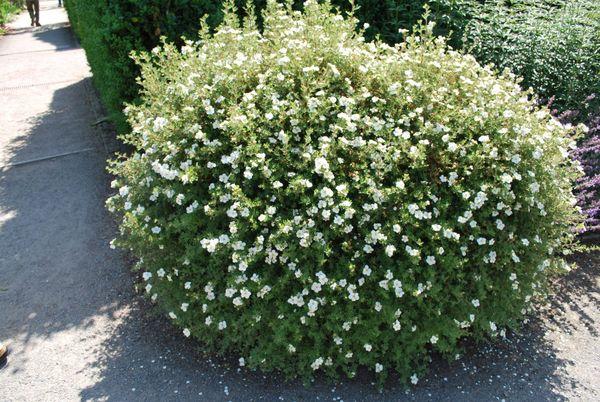 Potentilla bush