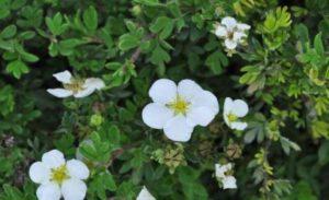 Features and description of Abbotswood shrub Potentilla, planting and care