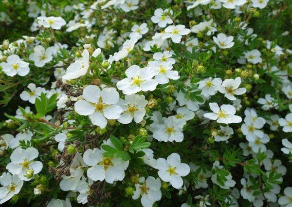 bílé květy
