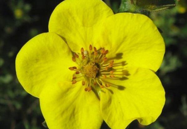 κίτρινο λουλούδι