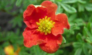 Description and cultivation of Potentilla shrub variety Red Ice, planting and care