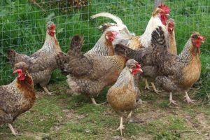 Descripción y características de la raza de pollo Legbar, reglas de cría y cuidado.