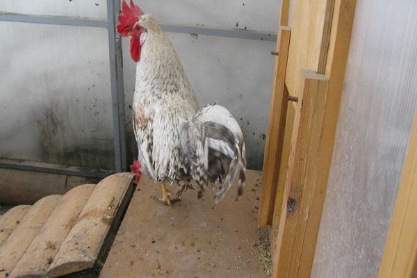 rooster in hen house
