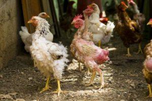 Tại sao quá trình thay lông ở gà đẻ bắt đầu, những gì và khi nào nên cho con bú tại nhà