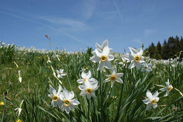 Poetic daffodil