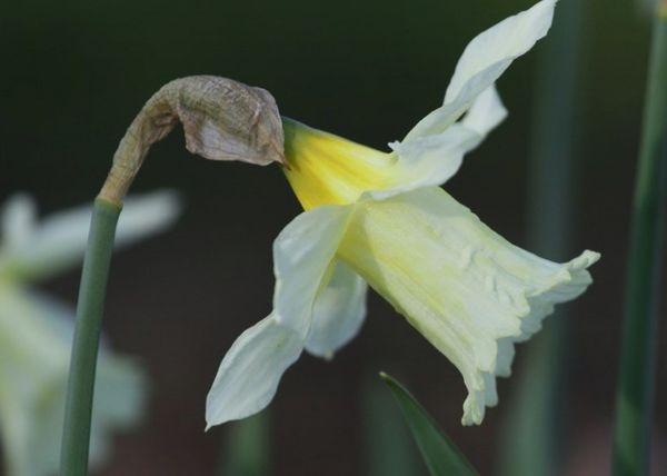 Narcissus Milners