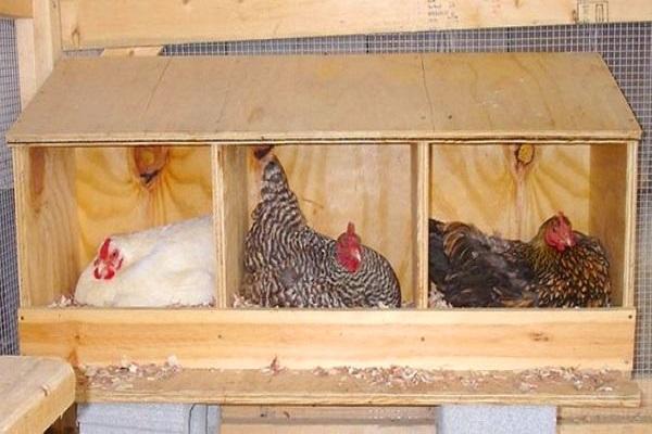 chicken coop nests