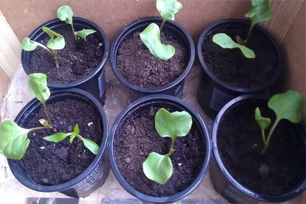 germination in pots
