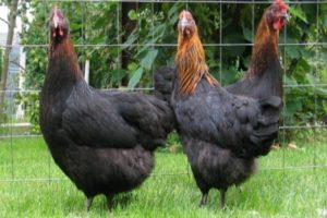 Опис и карактеристике московске црне пасмине кокоши, производња јаја