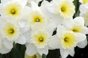 Description and characteristics of a daffodil variety Ice Fallis, planting and care features