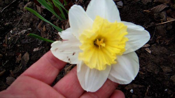 malalaking daffodil