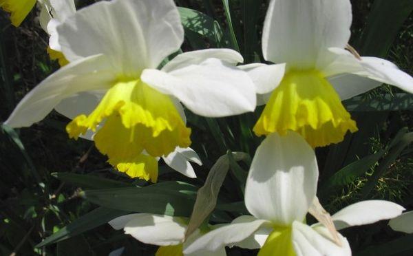mga petals ng daffodil