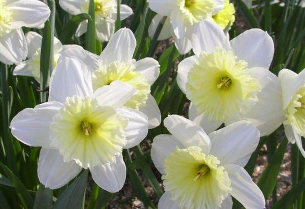 cvatnje narcis