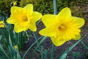 Descrizione della varietà Dutch Master daffodil, regole di piantagione e cura
