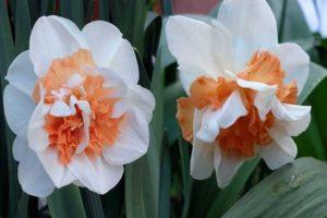 Opis i značajke sorte Narcissus Delnasho, pravila sadnje i njege biljaka