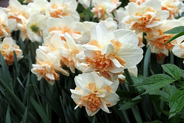 narcís florent