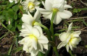 Narsissin Erlichir-lajikkeen kuvaus ja ominaisuudet, istutus ja hoito