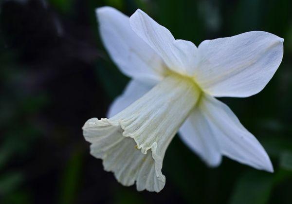 Hoa màu trắng