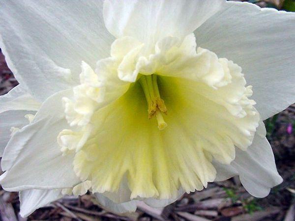 witte narcis